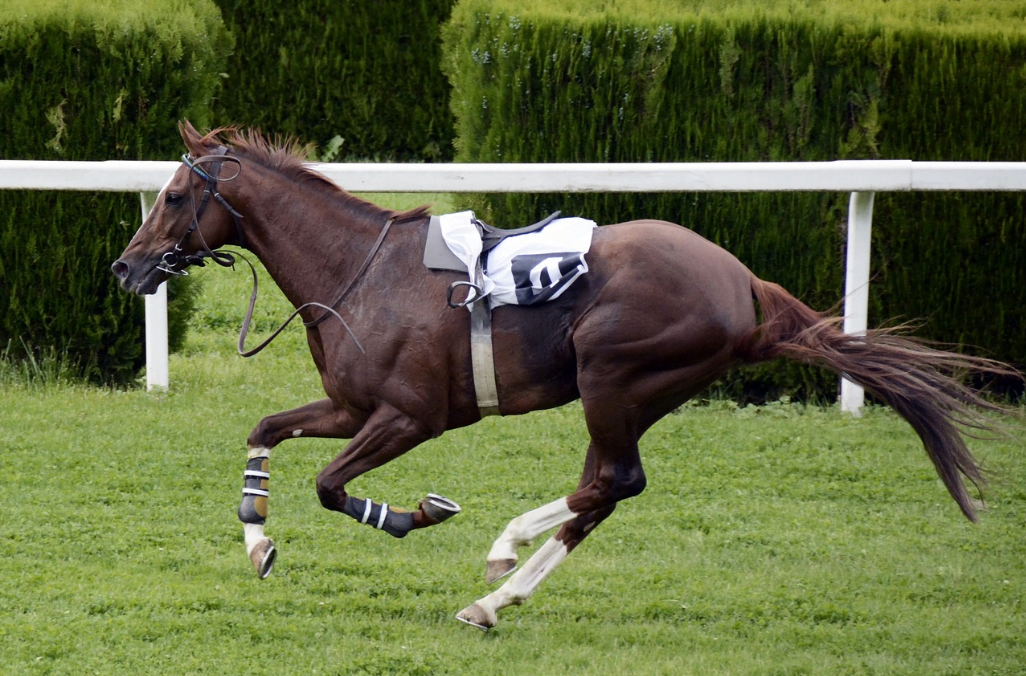 国内・海外のレースに賭ける! 競馬ベッティングマーケット